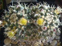 Mammillaria peninsularis